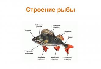 Травоядные рыбы. Рыбное хозяйство. И рыбку съесть, и пруды почистить. Приоритеты и риски травоядных